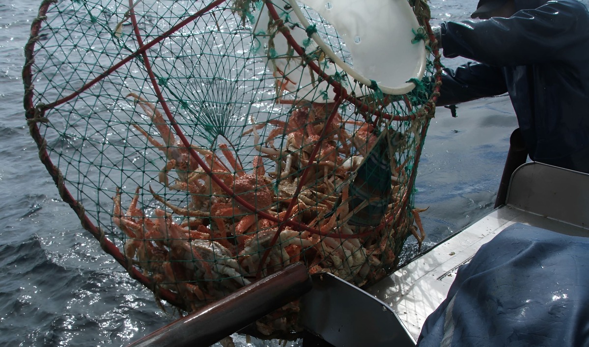 Inicio formal del proceso de certificaci贸n MSC en la pesquer铆a de centolla