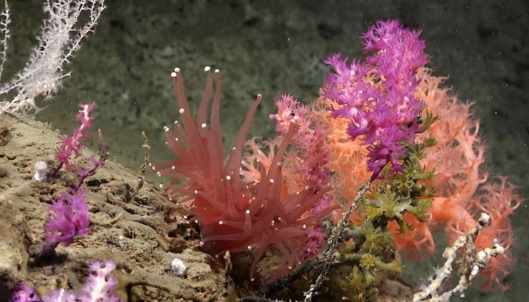 Misterios del abismo: Las últimas exploraciones revelan nuevas formas de vida en el Mar Argentino