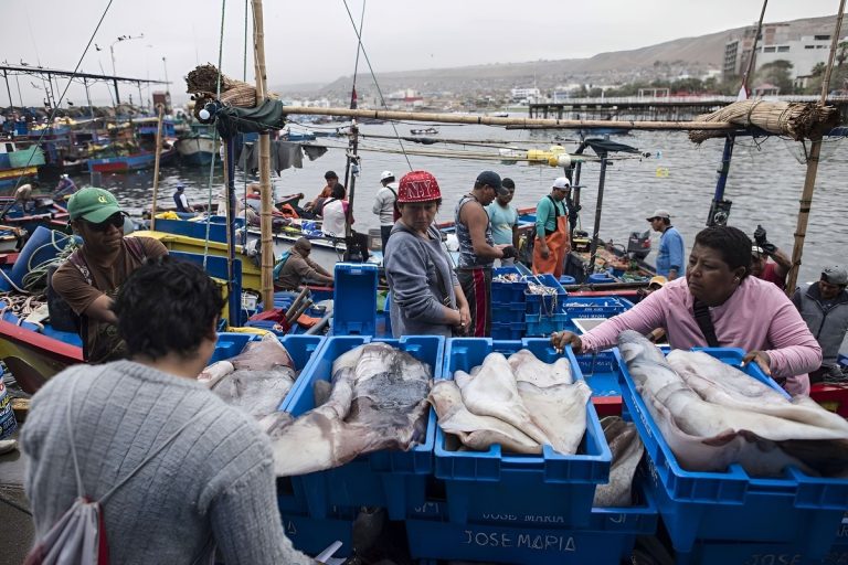Pota Perú 2025: Acuerdo destraba el conflicto pesquero y marca récord histórico de capturas