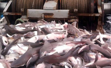 La Argentina y Uruguay dispusieron una nueva veda en la Zona Com煤n de Pesca