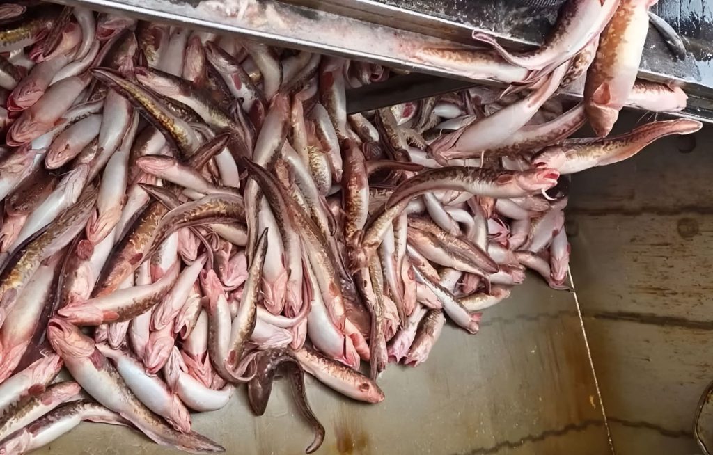 INIDEP desaconseja realizar una nueva prospección de abadejo por riesgo biológico