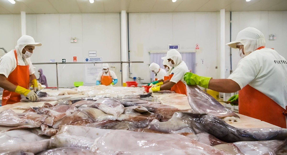 Calamar gigante: Per煤 obtiene la elegibilidad para el programa MSC