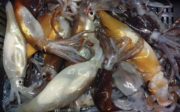 CAPA solicit贸 la apertura anticipada de la temporada de Calamar illex 2026 en el Atl谩ntico Sur