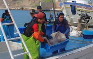 La pesquerÃa artesanal de pota de Perú avanza en el Programa MSC de Mejora
