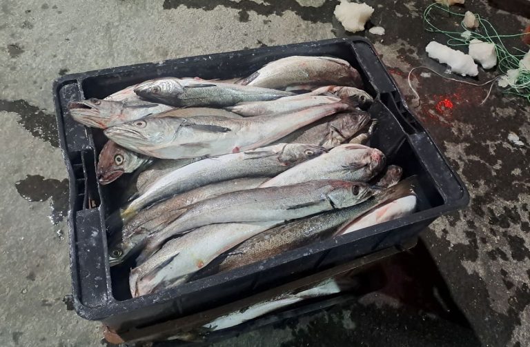 Merluza, precios estancados comprometen el modelo productivo