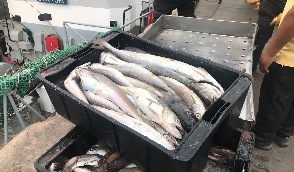 Merluza. Resolución CFP Nro. 14/2025: Se restablece el régimen de cesión del 50% de las CITC