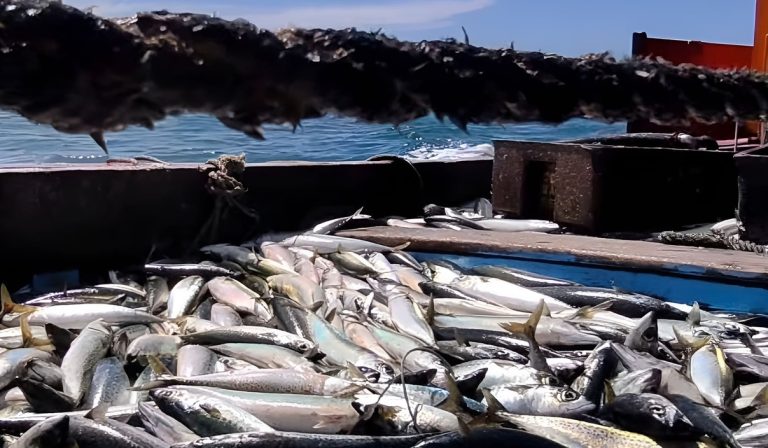 Consejo Federal Pesquero. Sesi贸n semanal, Acta Nro. 33/2025