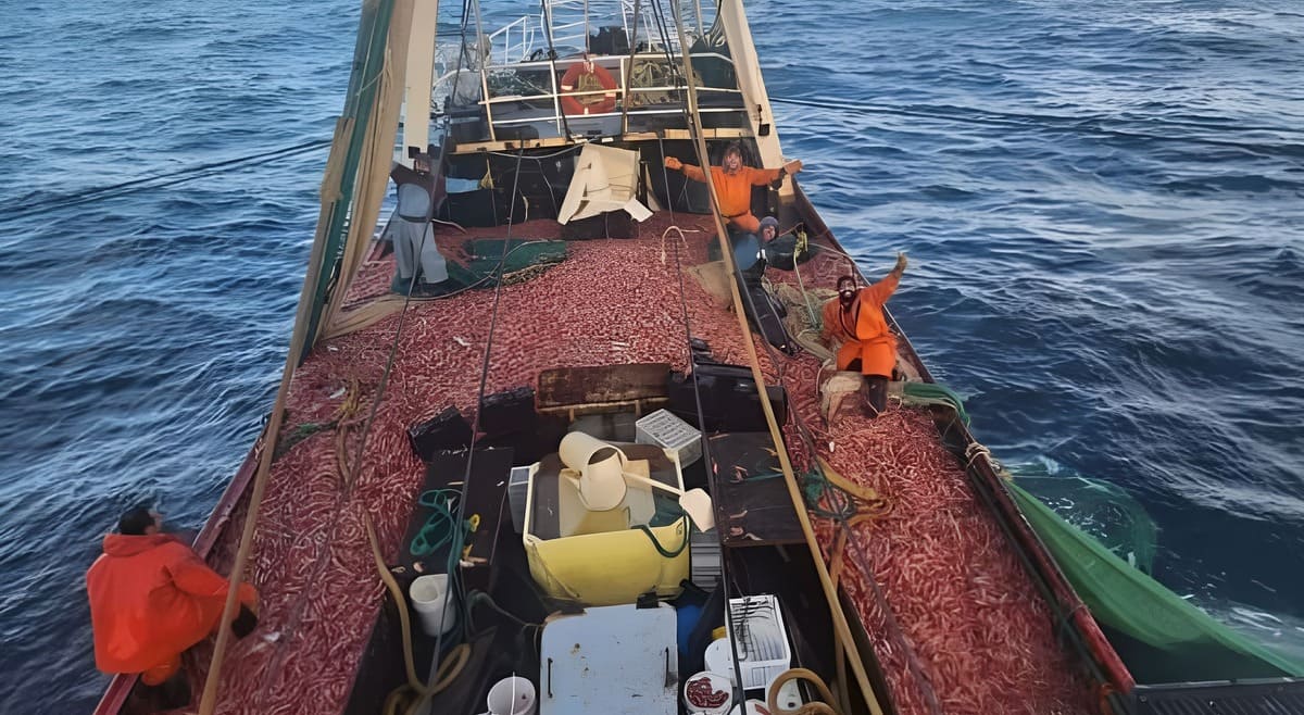 Chubut: La prospección de langostino anticipa un inicio alentador de la temporada comercial