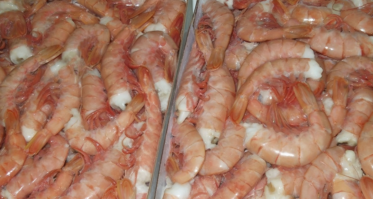 El CFP rechaz贸 mayor volumen de langostino procesado a bordo y cierra la v铆a administrativa