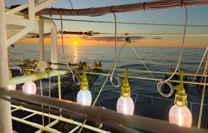 La temporada de calamar 2026 ya tiene fecha de apertura