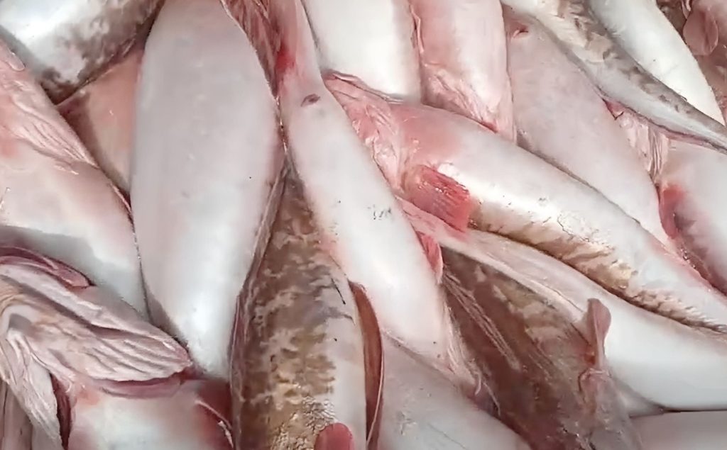 Mucho abadejo en descargas nocturnas