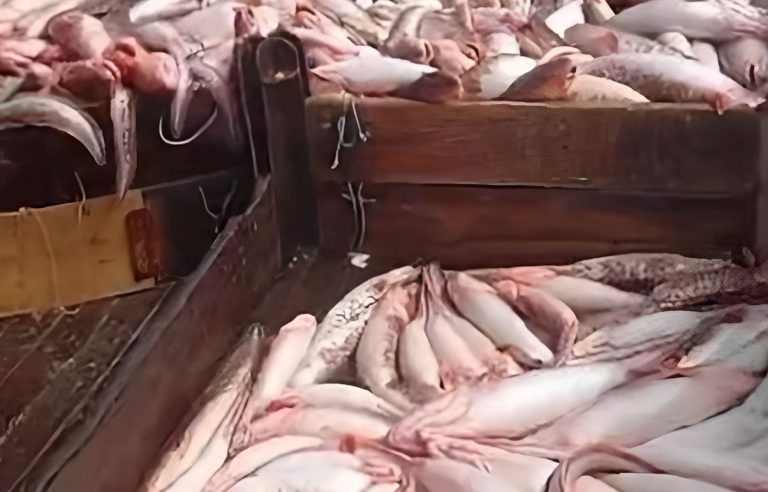 Mucho abadejo en descargas nocturnas