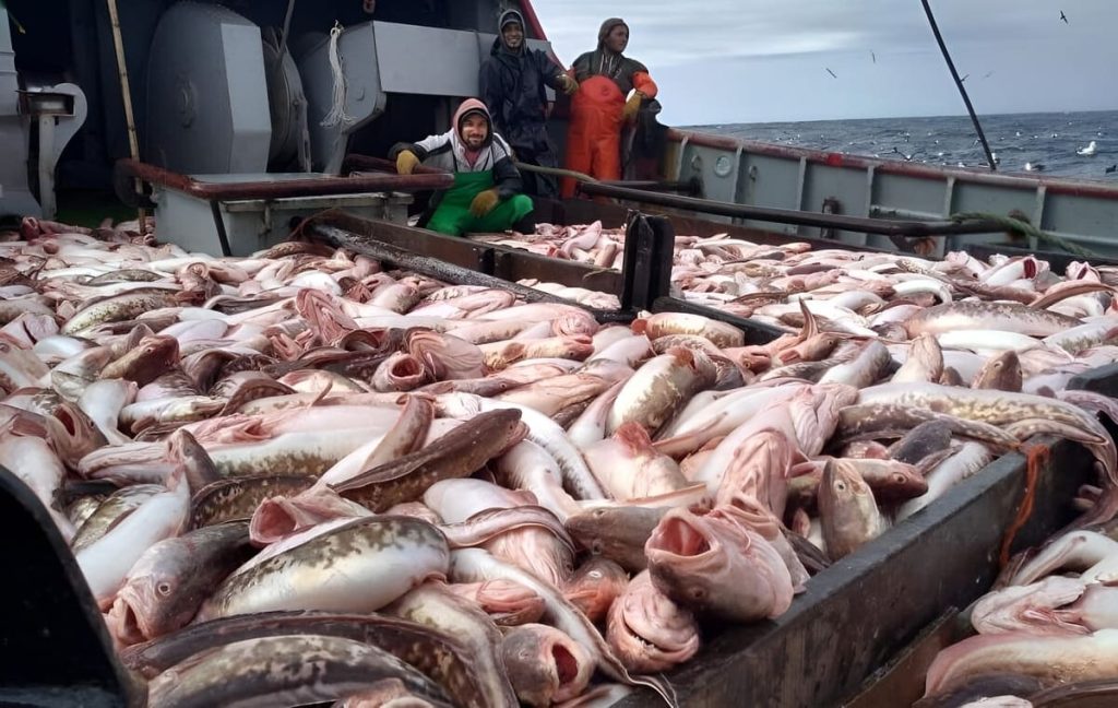 Consejo Federal Pesquero. Resolución Nro.17/2025: CMP 2026 de abadejo, bacalao austral y merluza austral