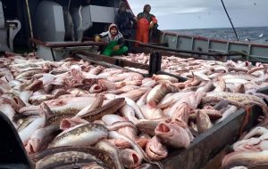 Consejo Federal Pesquero. Resolución Nro.17/2025: CMP 2026 de abadejo, bacalao austral y merluza austral