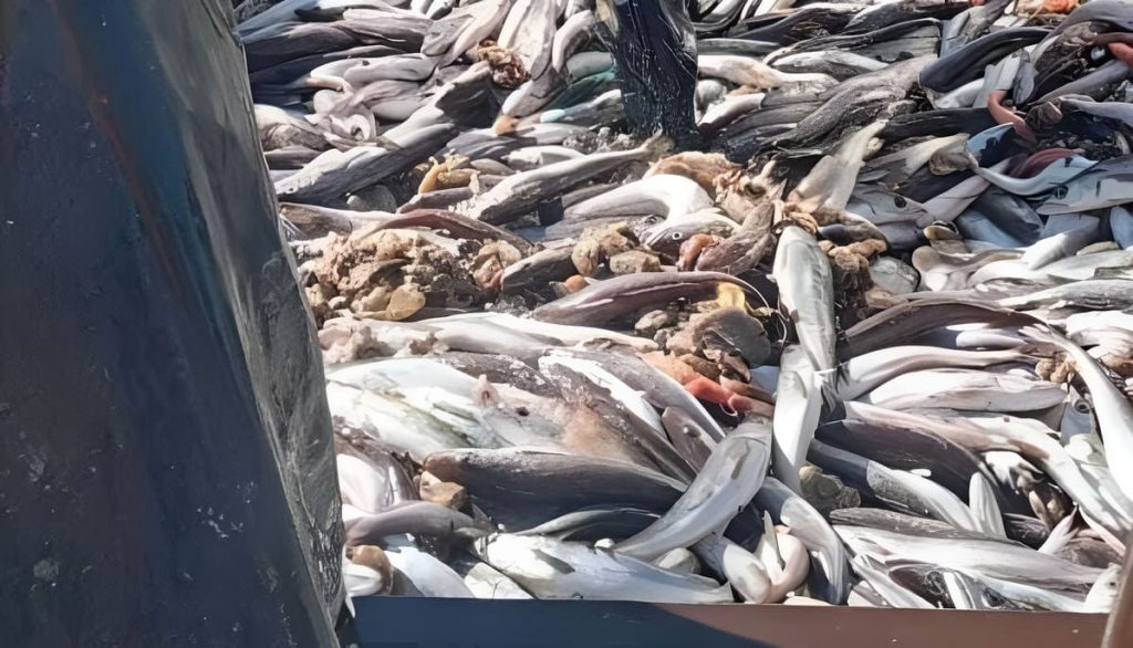 Chubut. Exceso de bycatch antes del receso navideño en la zafra provincial de langostino