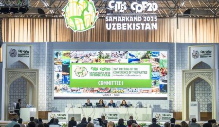 CITES amplÃa la protección global de tiburones y rayas e incorpora especies del Mar Argentino