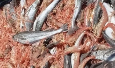 Langostino en Rawson: Una zafra que avanza, pero no termina de consolidarse