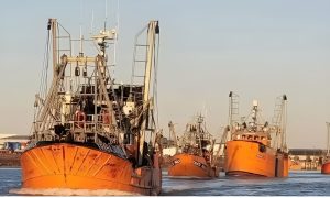 Langostino nuevamente a pleno en Chubut