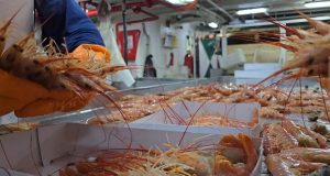 El INIDEP confirmó un “muy buen reclutamiento de langostino durante el 2025â€