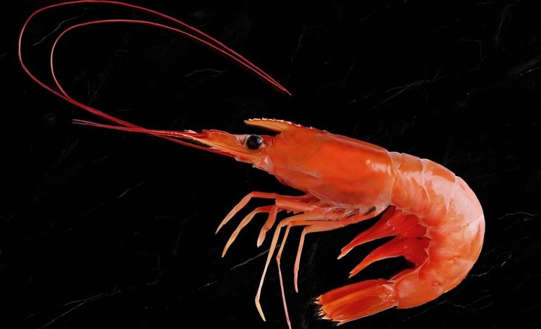 Fase clave para la certificaci贸n MSC del langostino en aguas nacionales