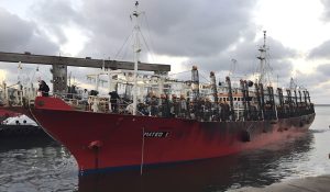 Nuevos poteros habilitados para la pesca de calamar 2026: cambios de titularidad y recalificaciones