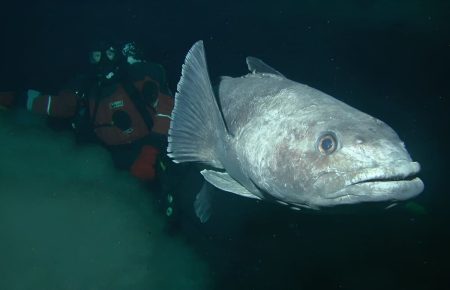 Merluza negra: La falta de planes de manejo en las AMP sigue condicionando la actividad pesquera