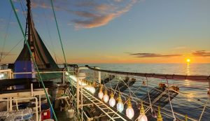 Temporada de pesca de calamar illex argentinus: Se adelanta la apertura al sur del paralelo 44°S