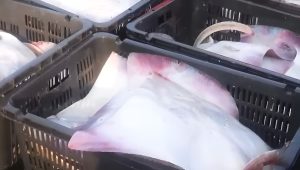 Resolución CTMFM Nro.16/2025: fijaron el lÃmite de captura de rayas de altura para 2026