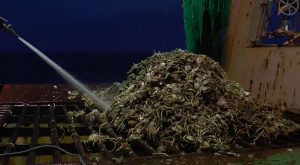 El CFP suspendió la exigencia de explotación mÃnima de vieira en la Unidad de Manejo G