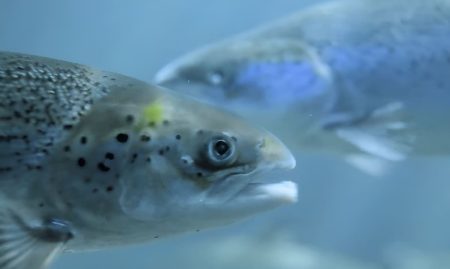 Nuevo marco para una acuicultura sostenible, con resguardo ambiental estricto en Tierra del Fuego
