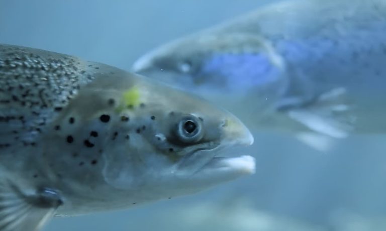 Nuevo marco para una acuicultura sostenible, con resguardo ambiental estricto en Tierra del Fuego