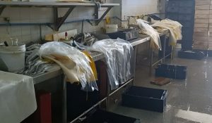 ¿Más merluza para Mar del Plata?