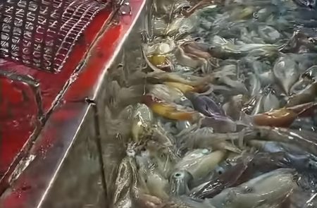 Primeras concentraciones significativas de calamar dentro de la ZEEA: tallas superiores y capturas destacadas