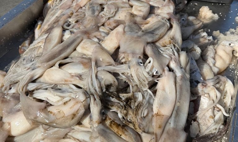 El calamar “rebalsa” al Este de la ZVPJM y el BP Anita lo convierte en calidad