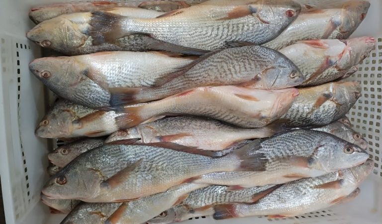 Corvina y raya costera: fijan Captura Total Permisible para el 2026 en el RÃo de la Plata y Zona Común de Pesca