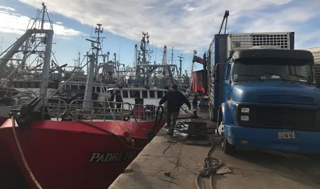 Preocupante. Primera descarga de merluza en Mar del Plata: precios sin cambios, mercado ofrecido