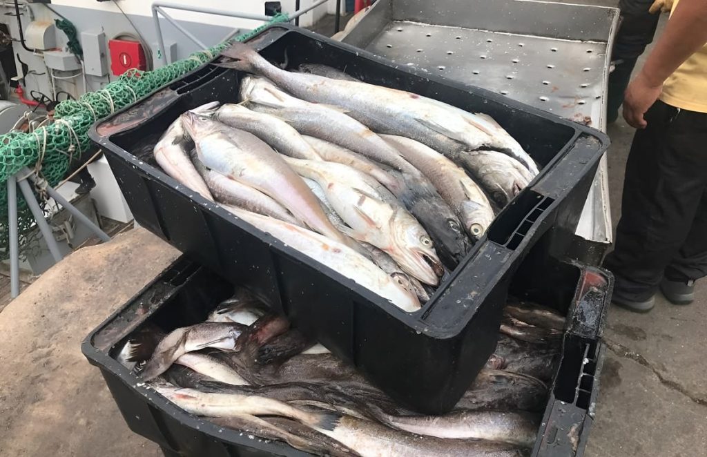 El muelle de Mar del Plata retomó dinamismo con la primer marea del año