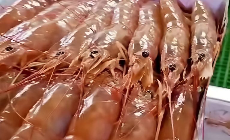 Entretelones de la primera reunión virtual entre representantes de la marinería y armadores congeladores