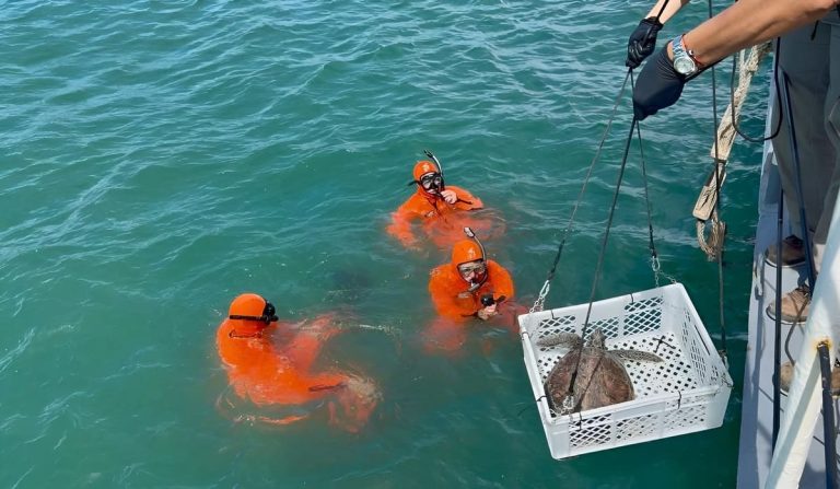 “Ramona†regresa al mar: Operativo de restitución de una tortuga verde rehabilitada tras varamiento en el RÃo de la Plata