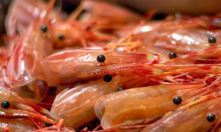 Del descarte al valor: el langostino abre una nueva frontera de aprovechamiento industrial