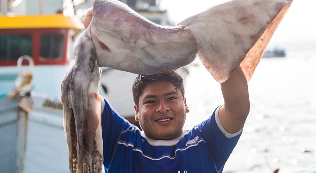 Reclamo internacional para poner límites a la pesca del calamar gigante en alta mar