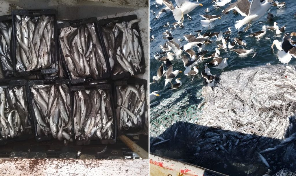 Comenzó la prospección de merluza frente a Camarones y crece la expectativa en la comunidad