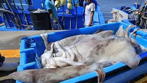 Pesca artesanal de pota en Perú: piden revisar los cambios en el esquema de regulación