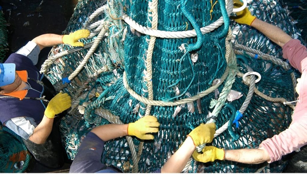 A instancias del INIDEP, el CFP extiende by-catch de langostino durante el año 2026