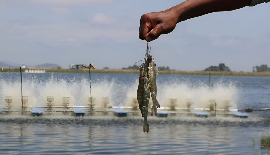 El auge del camarón ecuatoriano redefine el mercado y presiona sobre el langostino argentino