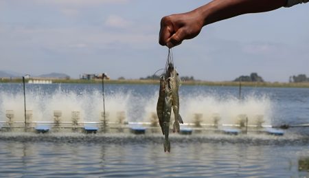 El auge del camarón ecuatoriano redefine el mercado y presiona sobre el langostino argentino