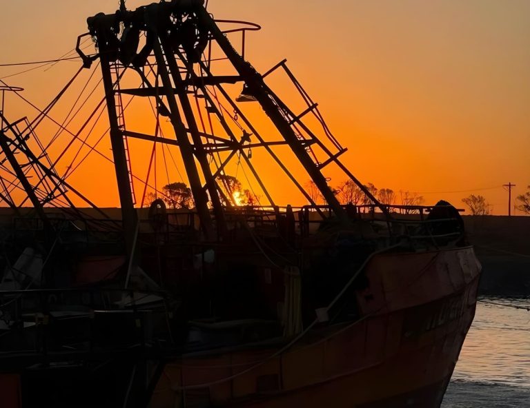 CFP Acta N° 5/2026: distribución de cuotas, avances en calamar y certificación internacional del langostino