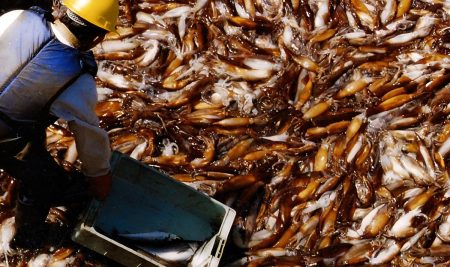 El calamar argentino bate récord en el primer bimestre 2026