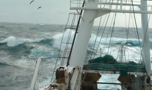 Acta CFP N° 6/2026: merluza común y temas administrativos de pesquerías