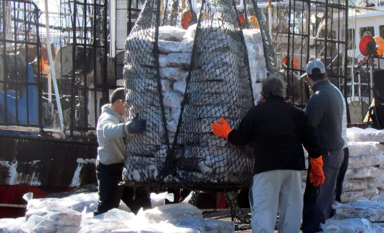 Calamar: la flota potera recupera ritmo de capturas y la temporada 2026 se perfila como un nuevo récord